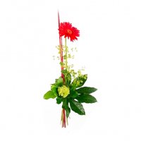 Red Star - Solitär blommor - Skicka blommor i %city%